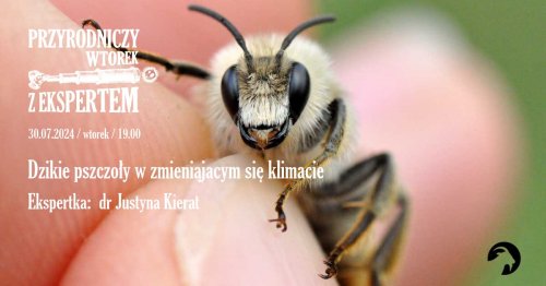 Dzikie pszczoły w zmieniającym się klimacie - spotkanie z cyklu Przyrodniczy wtorek